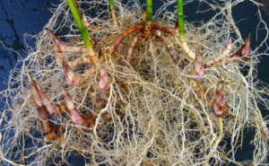 Photo of a clumping rhizome